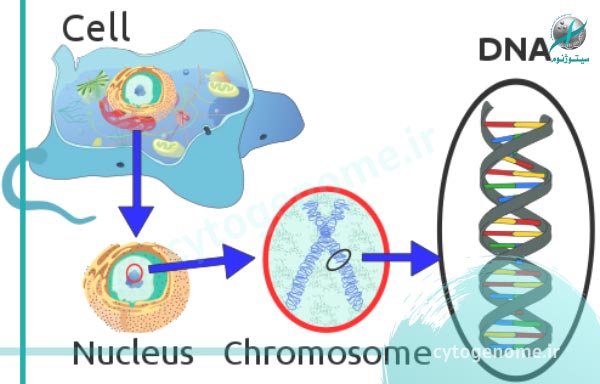کروموزوم چیست