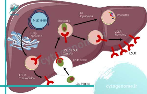 ژن درمانی در ناهنجاری های گیرنده لیپوپروتئین با چگالی کم